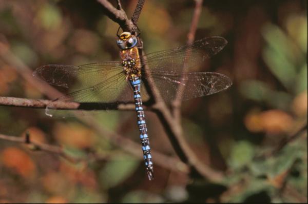 DRAGONFLY