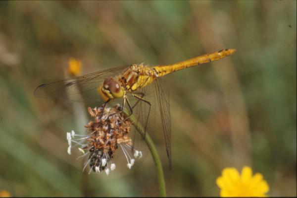 DRAGONFLY