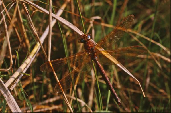 DRAGONFLY