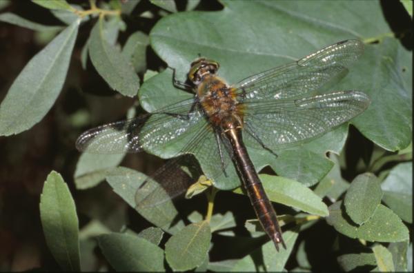 DRAGONFLY