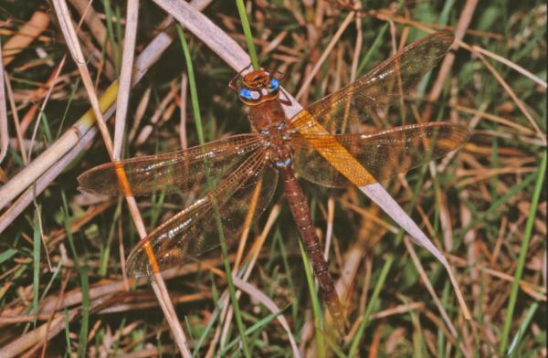 DRAGONFLY