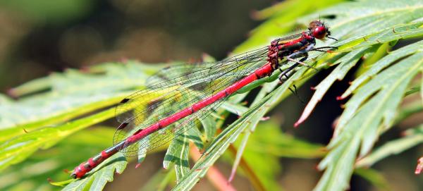 Dragonfly Closeup