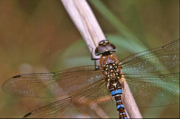 Dragonfly closeup