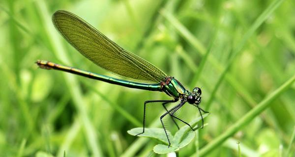 Dragonfly Closeup