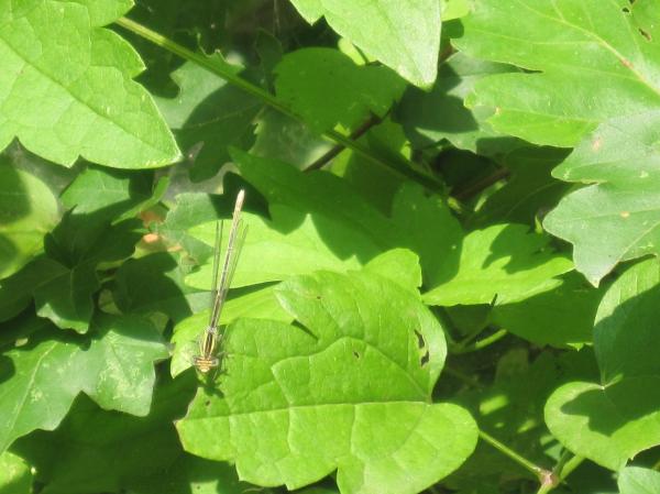 Dragonfly in the forest