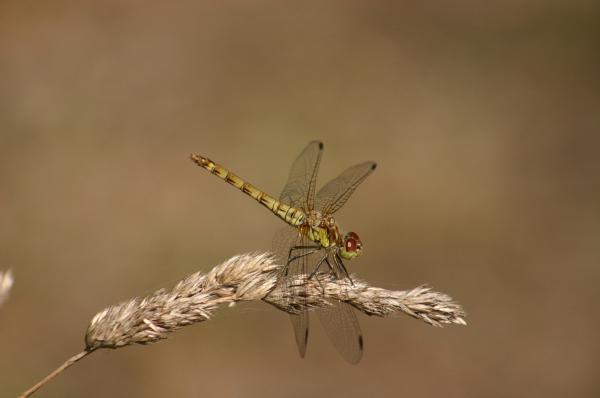 Dragonfly on the Grass
