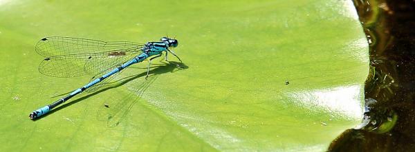 Dragonfly on the Leaf