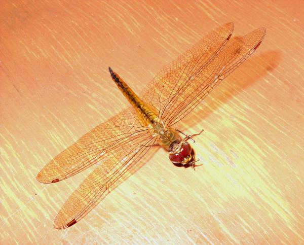 Dragonfly