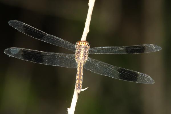 DRAGONLET, BAND-WINGED (Erythrodiplax umbrata) (3-7-12) santa anna national wildlife refuge, tx -04