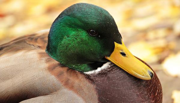 Drake Closeup