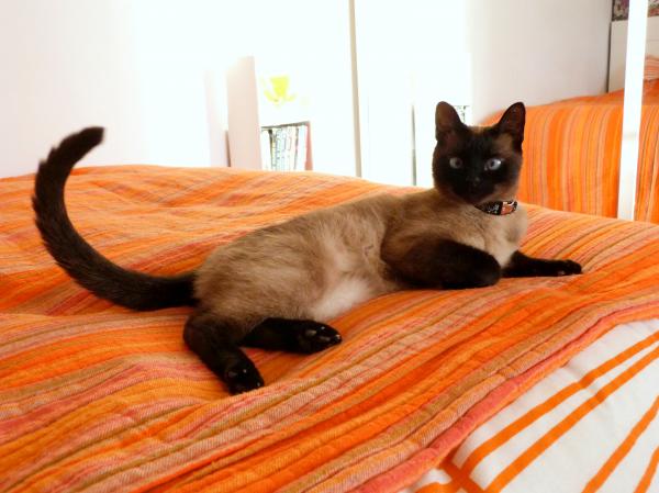 Draw me like one of your french cats