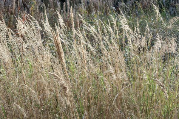 Dried autumn reed