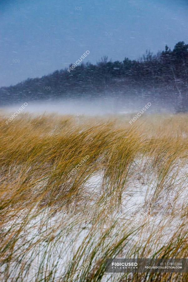 Dried Grass Field