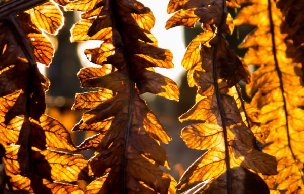 Dried leaves
