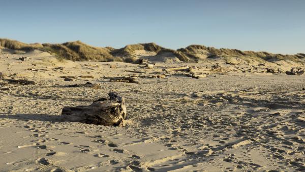 Drift wood and sand dunes, Oregon Coast