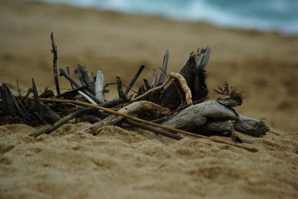Driftwood