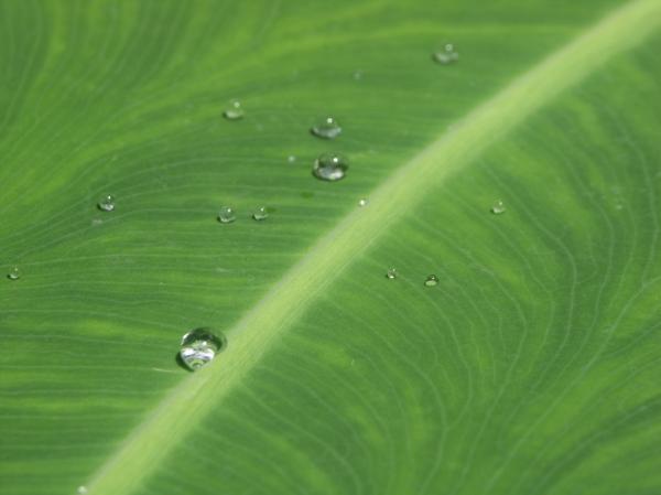 Droplets on leaf