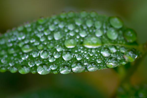 Droplets on leaves