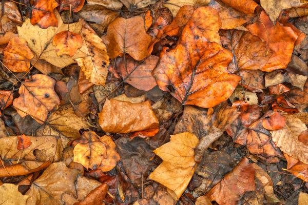 Drowning Autumn Decay - HDR