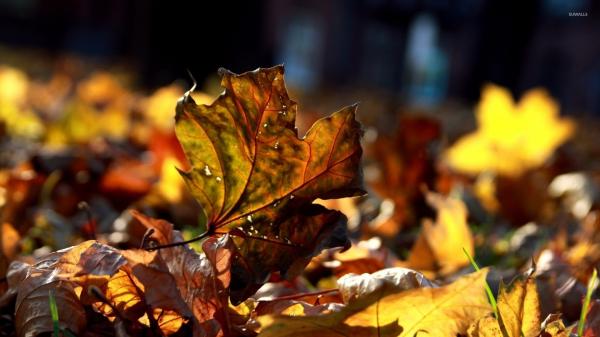 Dry autumn leafs
