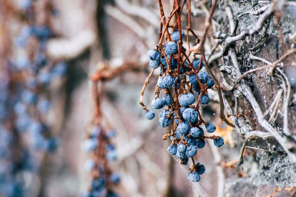 Dry blue berries on a branch of a tree without leaves