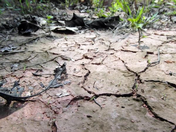 Dry Cracked Earth