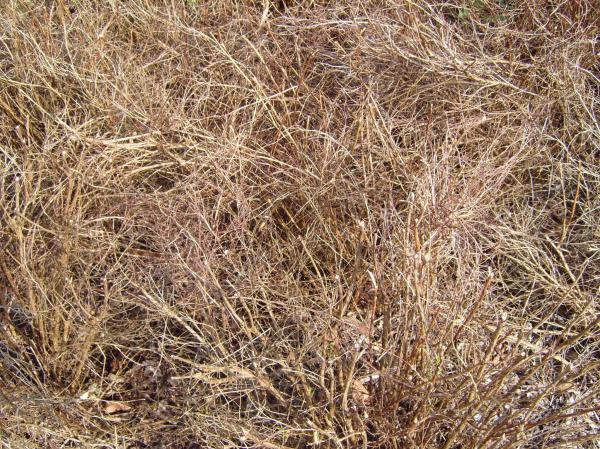 Old grass