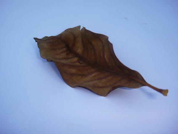Dry leaf
