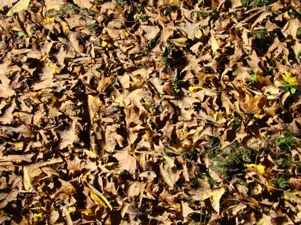dry leafs