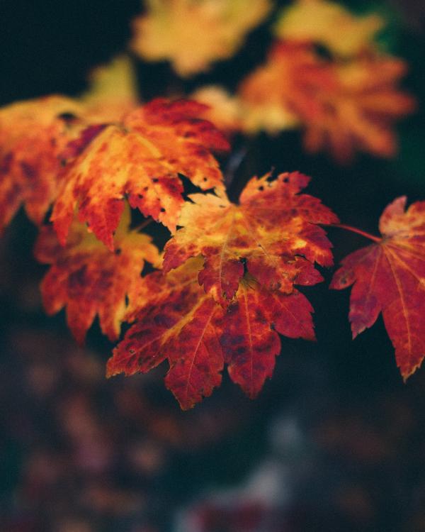 Dry Leaves