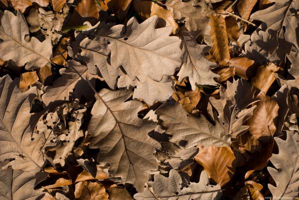 Dry Leafs