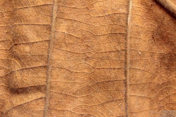 Dry Leaves Texture
