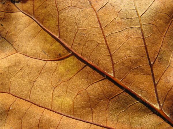 Leaf texture