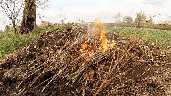 Dry sticks