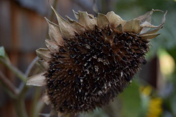 Dry sunflower