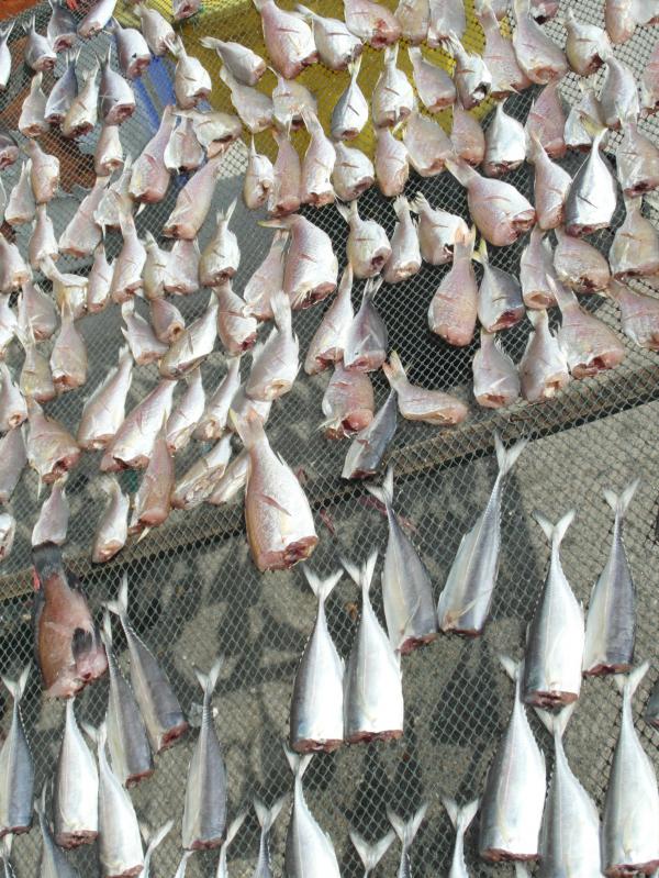 Drying Fish