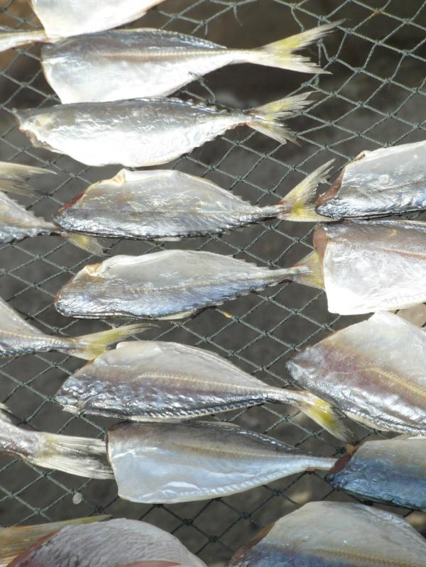 Drying Fish
