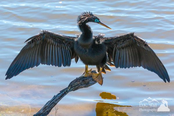 Drying the wings