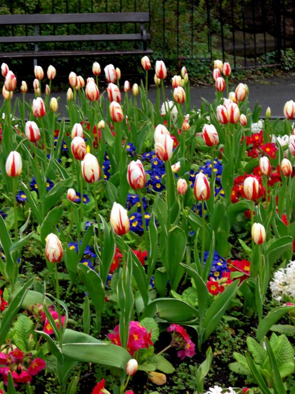 Dublin - St. Stephens Green - Flower Bed