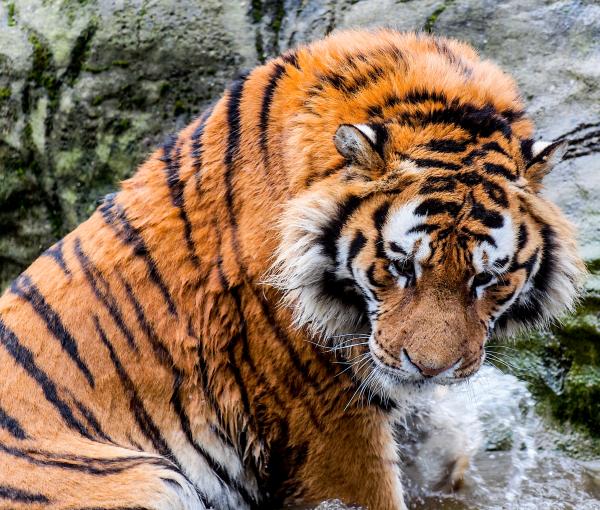 Dublin Zoo 2014