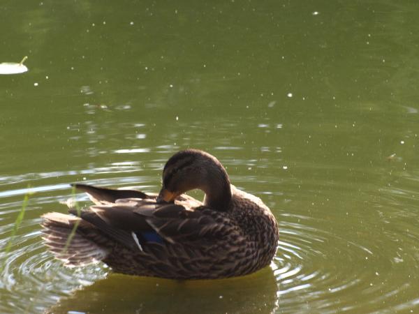 Duck