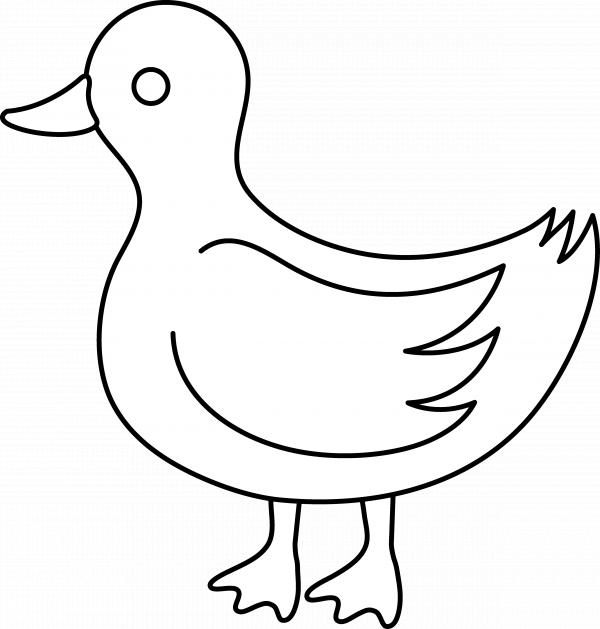 Duck