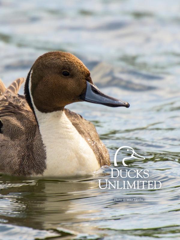 duck