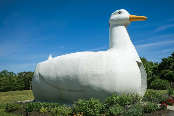 Duck