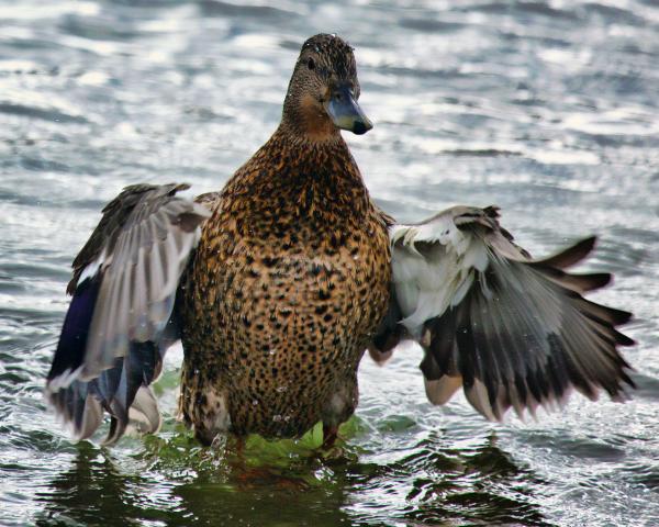 Duck