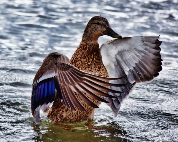 Duck