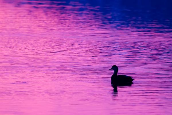 Duck