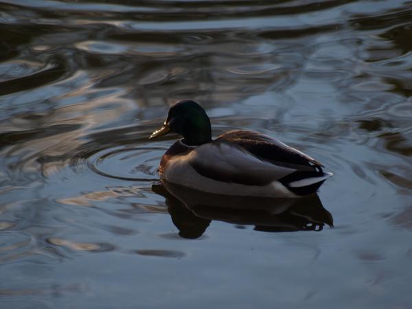duck