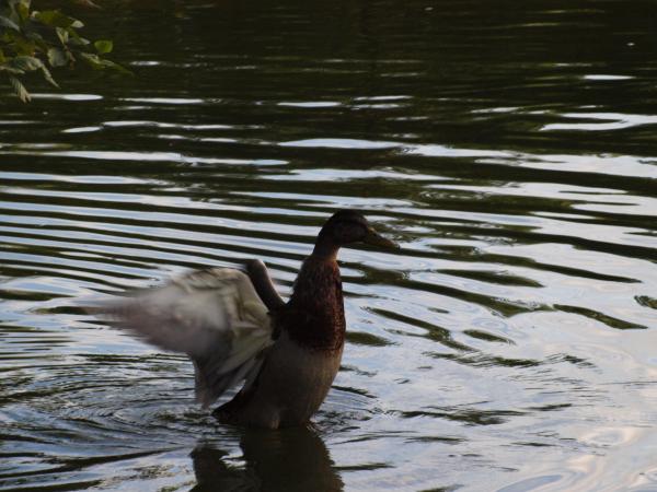 Duck