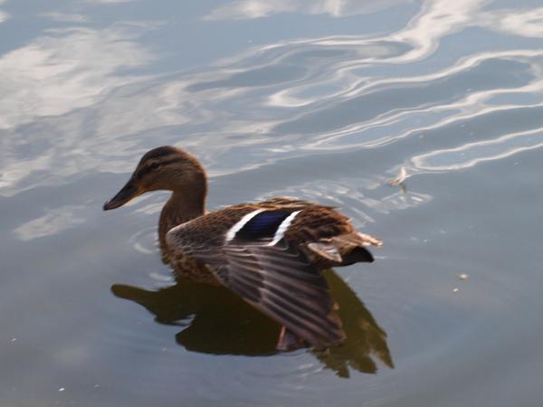Duck